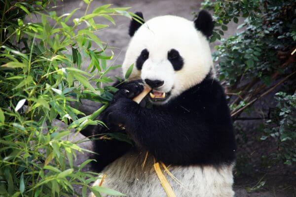 stress food panda